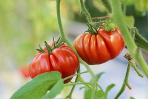 Як правильно підготувати насіння томатів та перцю до весняного посіву?