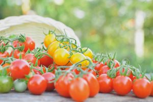 Які найпопулярніші сорти томатів для вирощування на відкритому ґрунті?